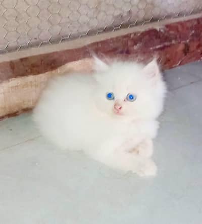 Persian cat for sale 2 month age available