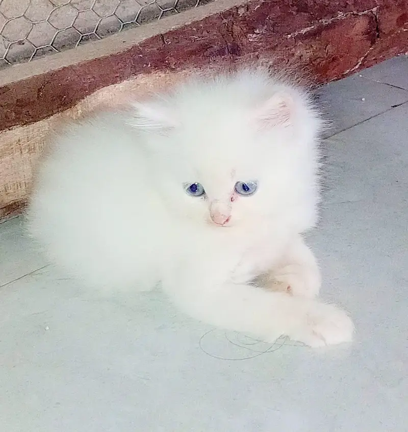 Persian cat for sale 2 month age available — photo 2