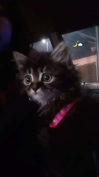 Double Coated Persian Cat -- Young and trained.
