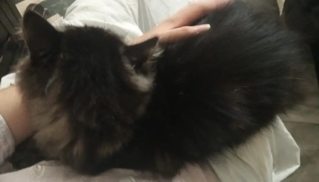 Double Coated Persian Cat -- Young and trained. — photo 3