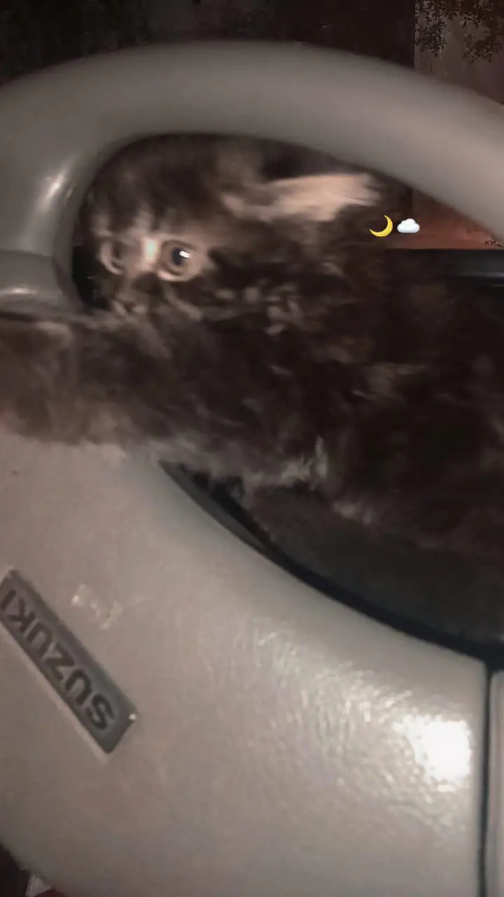 Double Coated Persian Cat -- Young and trained. — photo 4