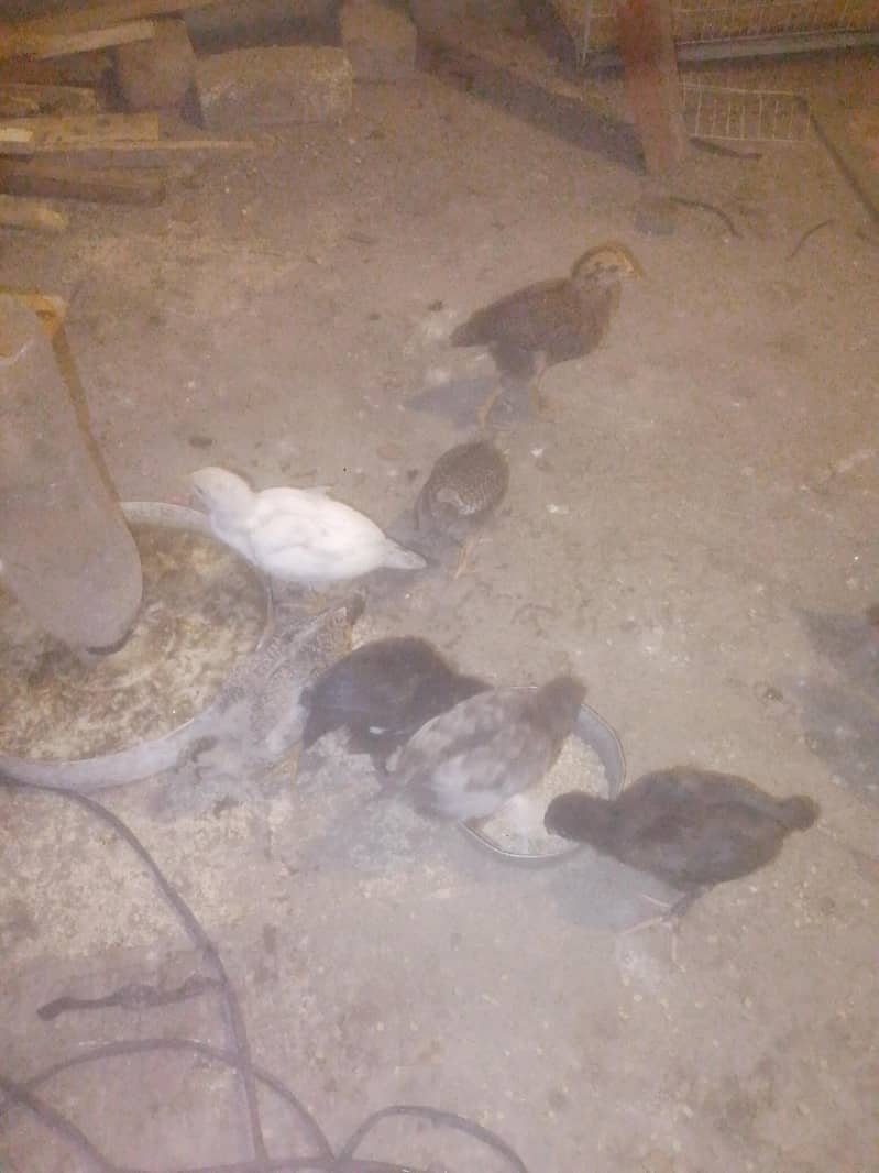۳۰دن کے گولڈن مسری چوزے ٠۵ مادی ایک نر 0