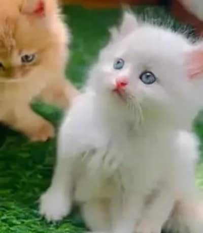 Persian cat for sale 2 month age available