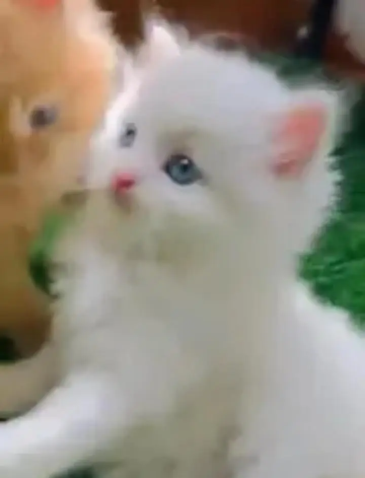 Persian cat for sale 2 month age available — photo 2