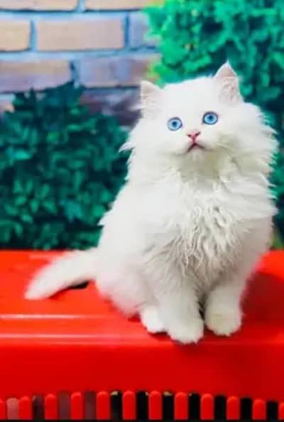 Persian cat for sale 2 month age available