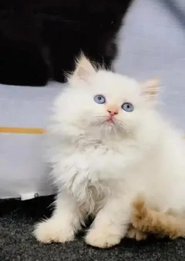 Persian cat for sale 2 month age available — photo 2
