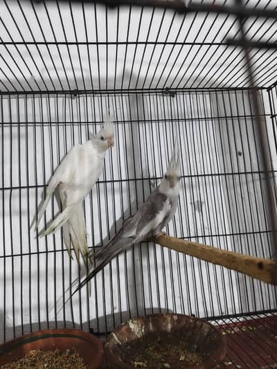 eno ki femal wait face ka male jambo saiz pair nail tail faly oky