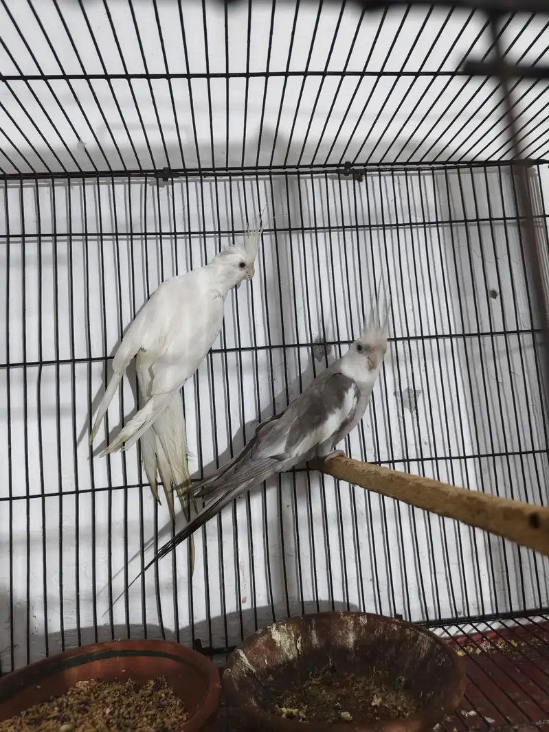 eno ki femal wait face ka male jambo saiz pair nail tail faly oky — photo 2