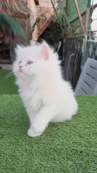 Persian cat for sale 2 month age available