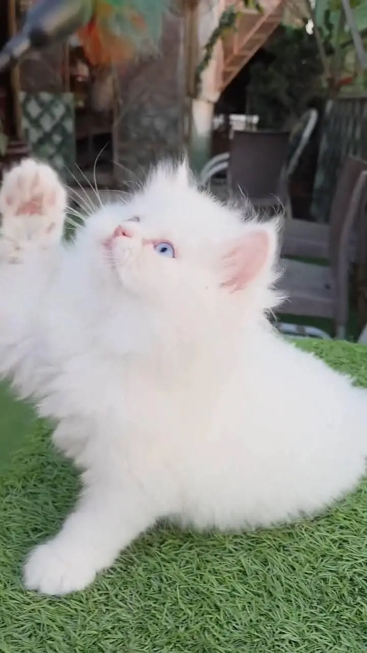 Persian cat for sale 2 month age available — photo 2