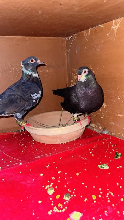 Khaal Ababeel Femal Male Choti dar Sale pair