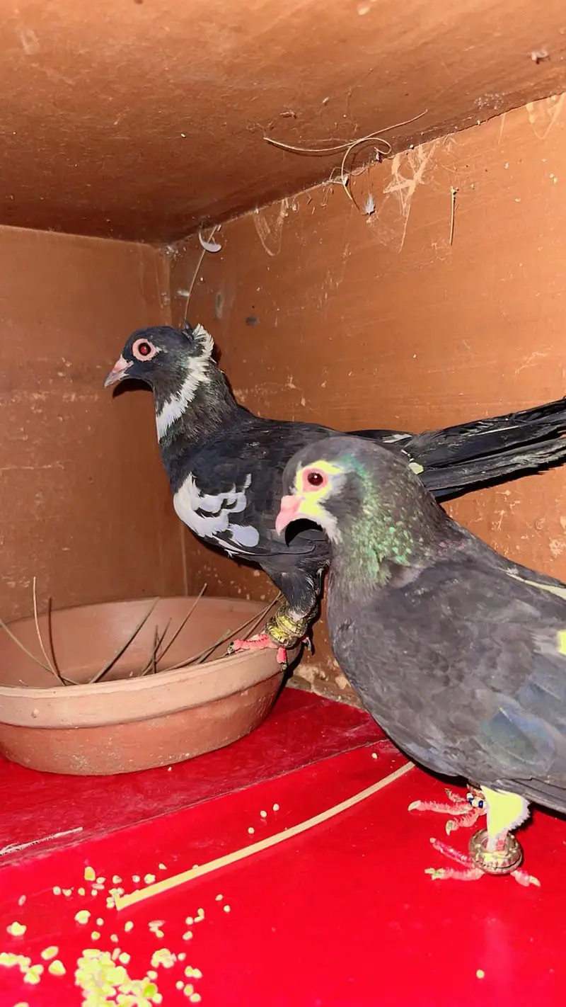 Khaal Ababeel Femal Male Choti dar Sale pair — photo 2