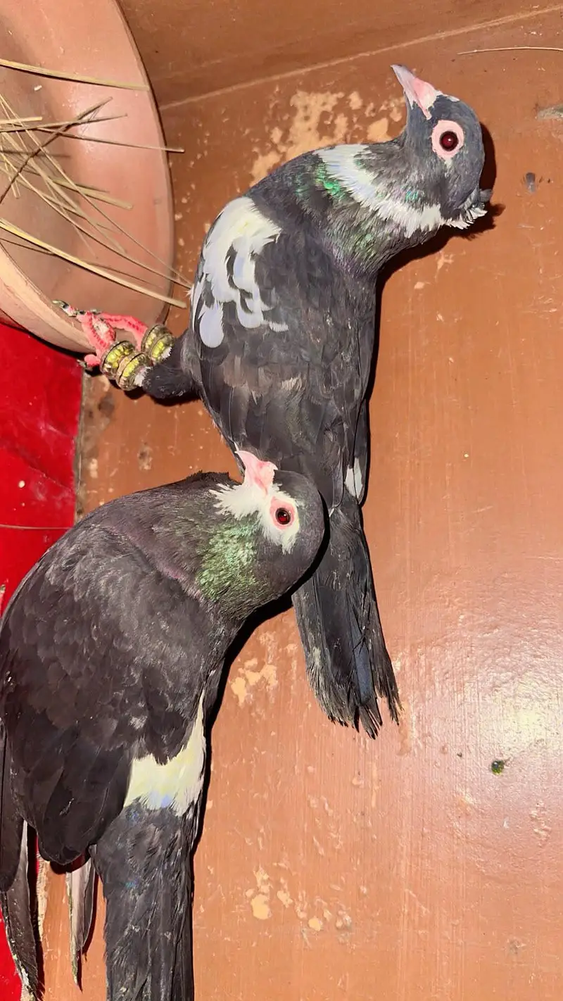 Khaal Ababeel Femal Male Choti dar Sale pair — photo 3