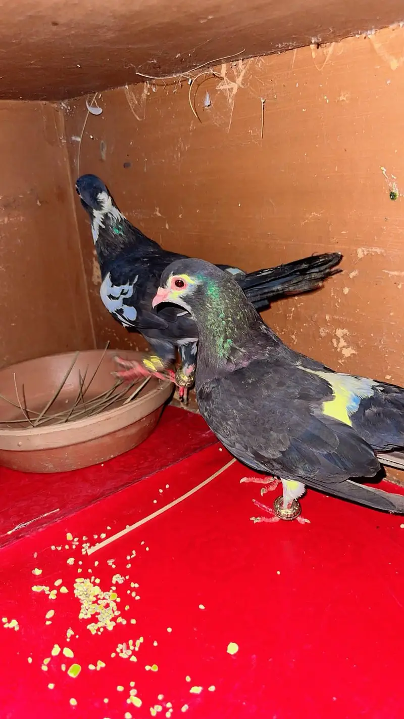 Khaal Ababeel Femal Male Choti dar Sale pair — photo 4