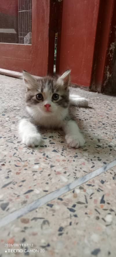 Beautiful Persian Cat for sale