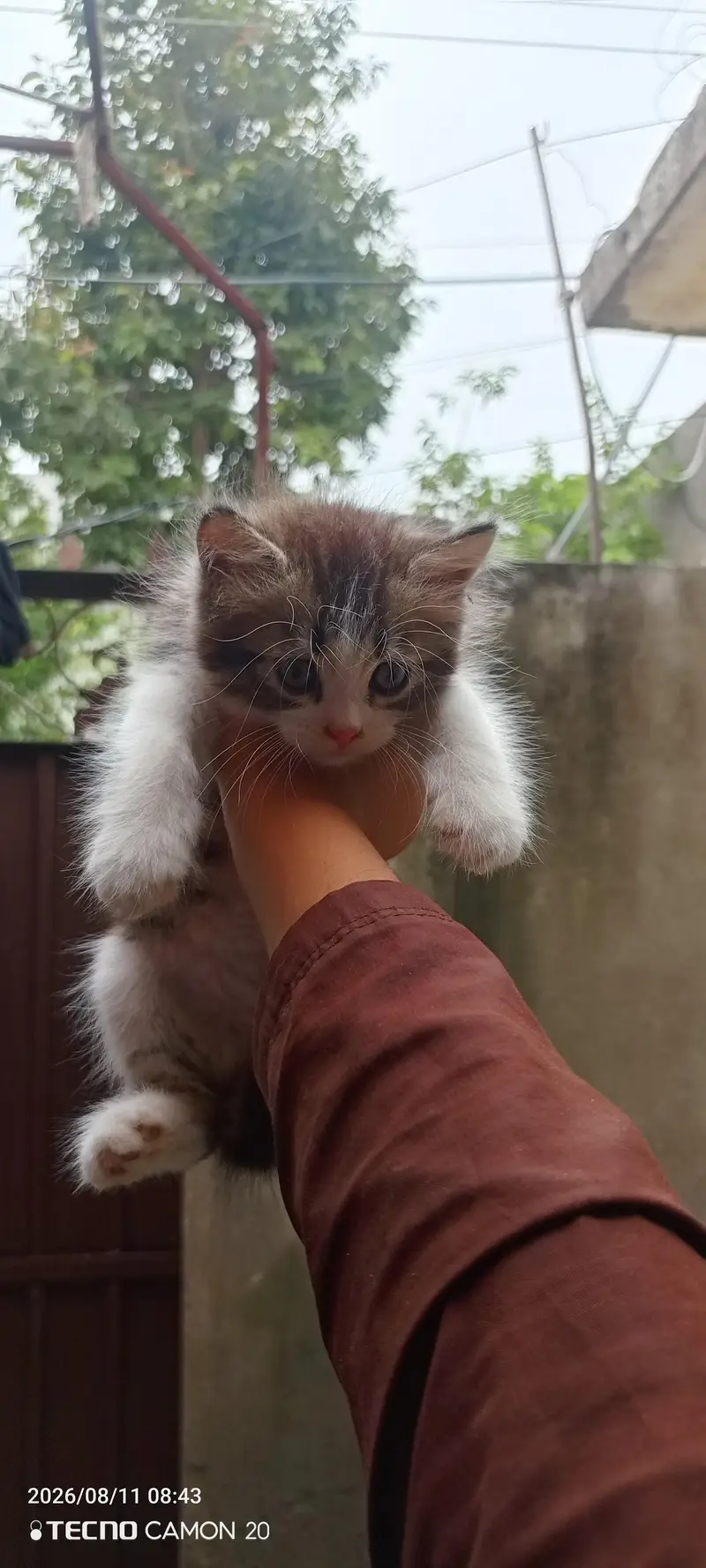 Beautiful Persian Cat for sale — photo 2