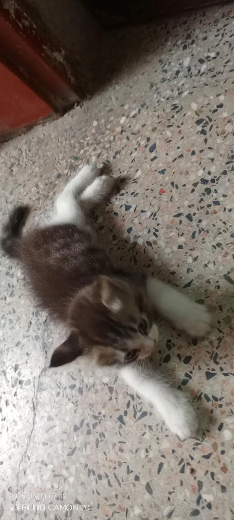 Beautiful Persian Cat for sale — photo 3
