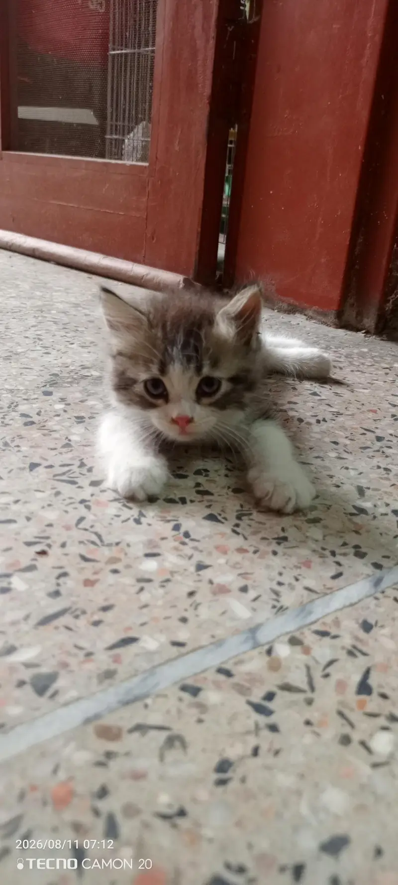 Beautiful Persian Cat for sale — photo 4