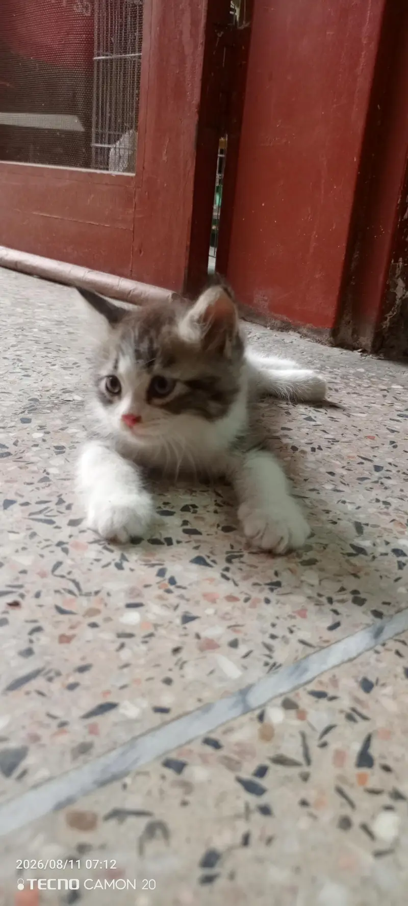 Beautiful Persian Cat for sale — photo 5
