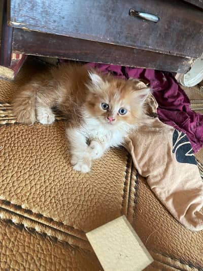 Triple coated Doll face kitten for sale age 2 months