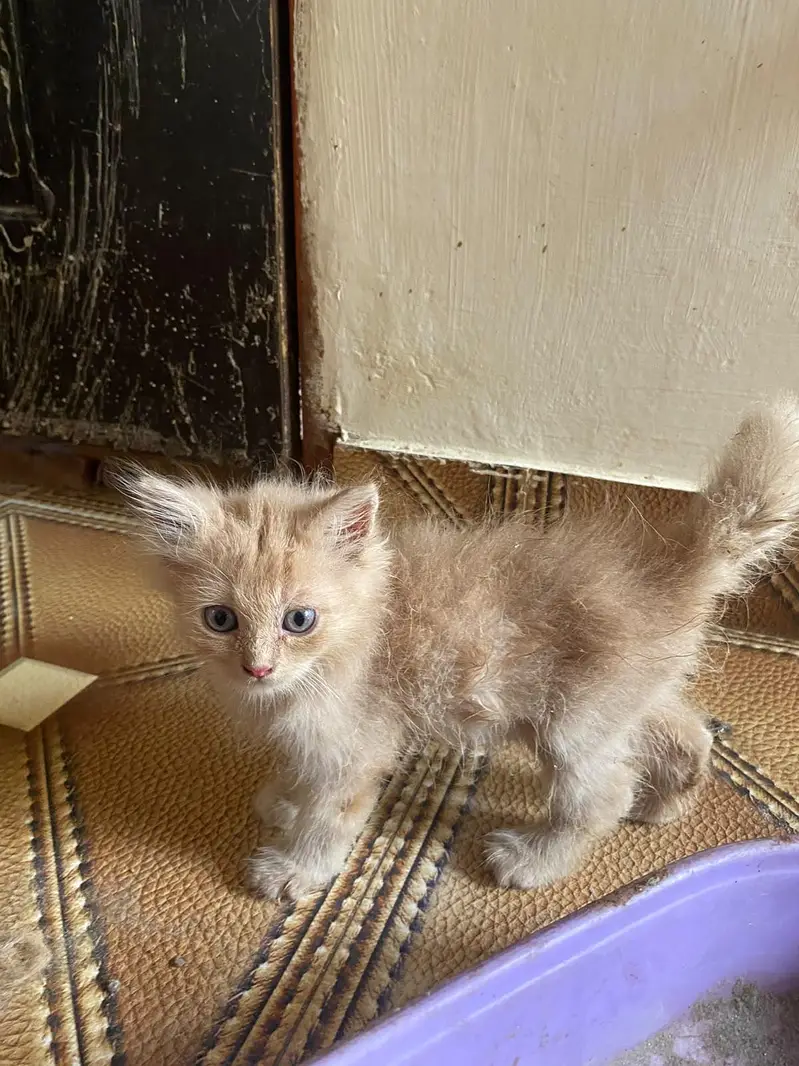 Triple coated Doll face kitten for sale age 2 months — photo 2