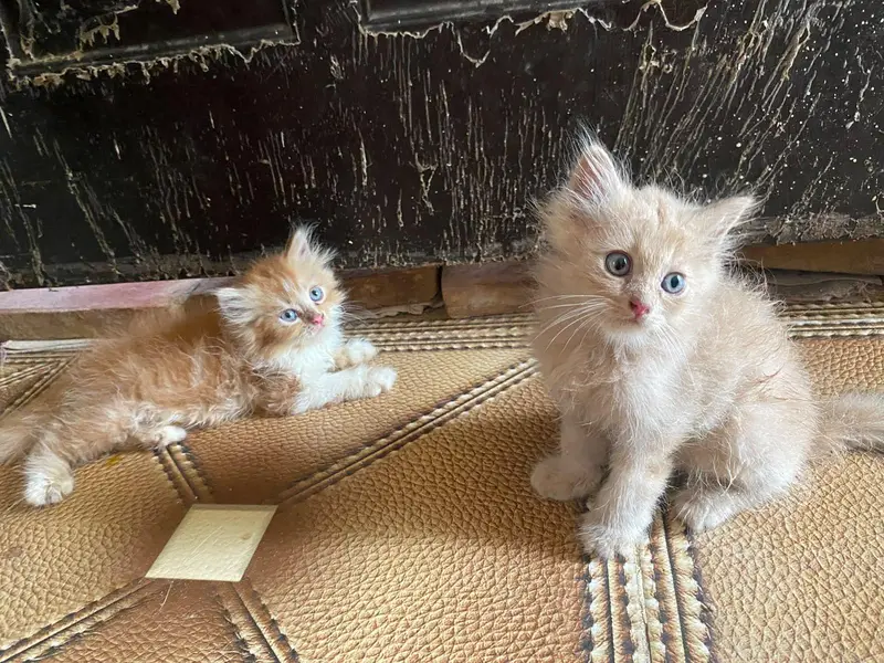 Triple coated Doll face kitten for sale age 2 months — photo 3