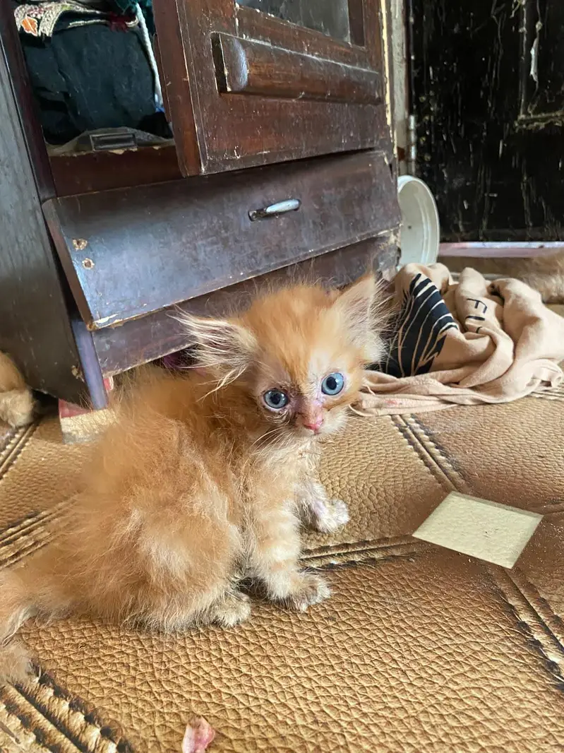 Triple coated Doll face kitten for sale age 2 months — photo 4