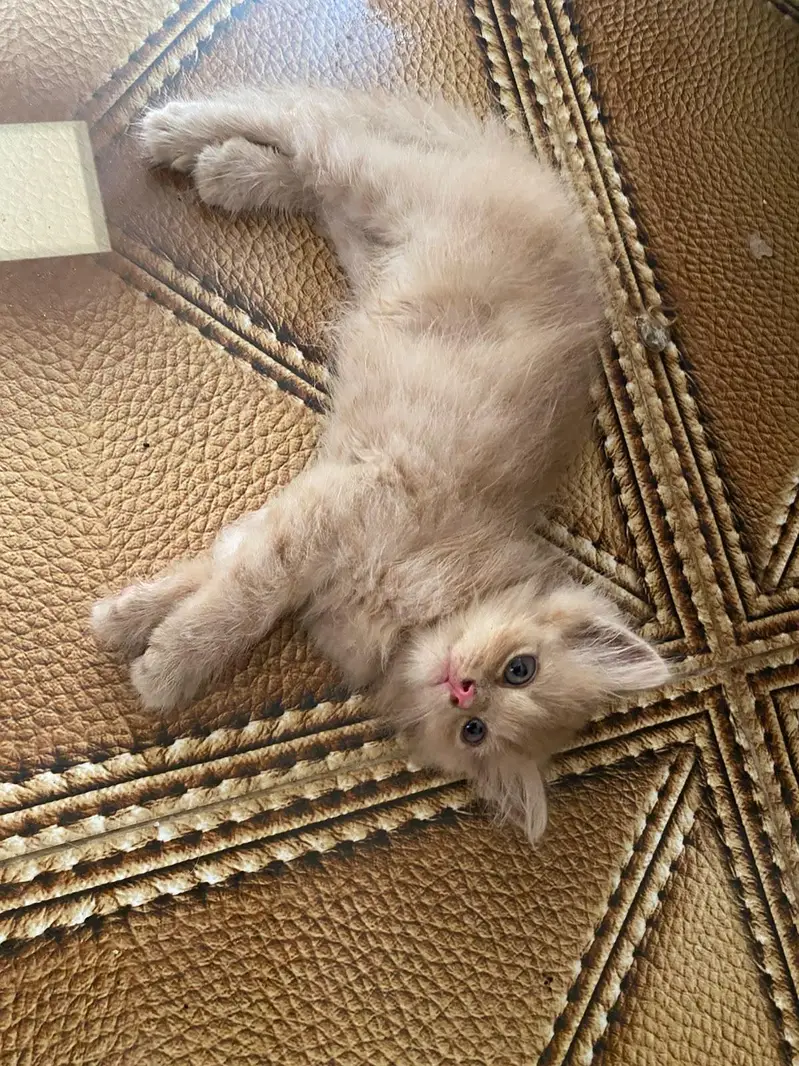 Triple coated Doll face kitten for sale age 2 months — photo 5
