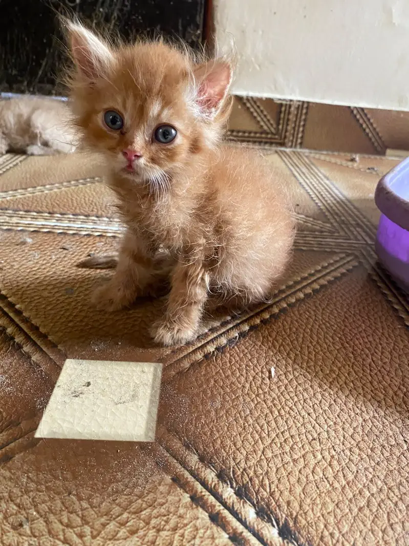 Triple coated Doll face kitten for sale age 2 months — photo 6