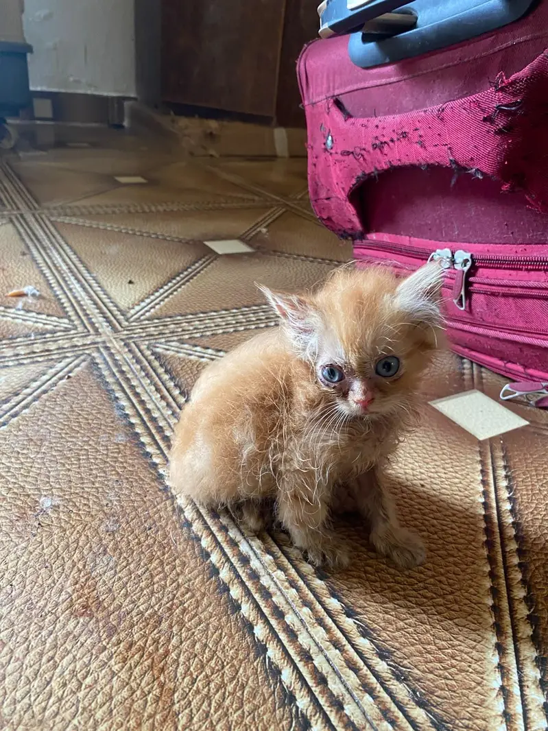 Triple coated Doll face kitten for sale age 2 months — photo 7