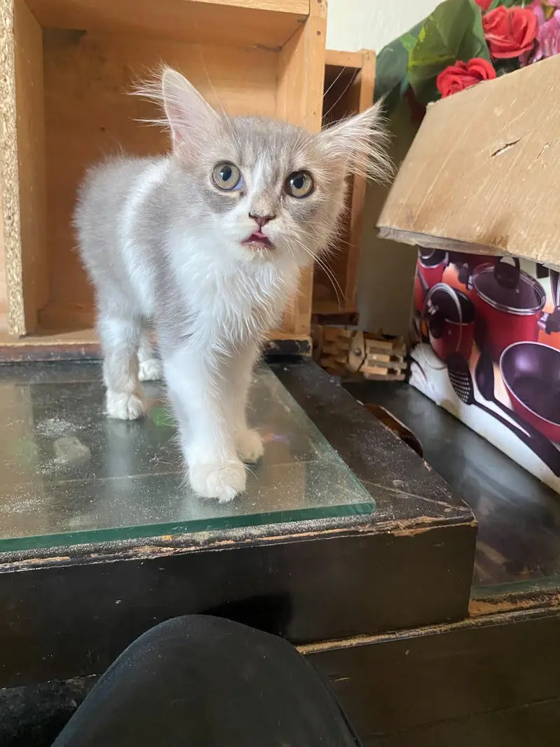 Triple coated Doll face kitten for sale age 2 months — photo 8