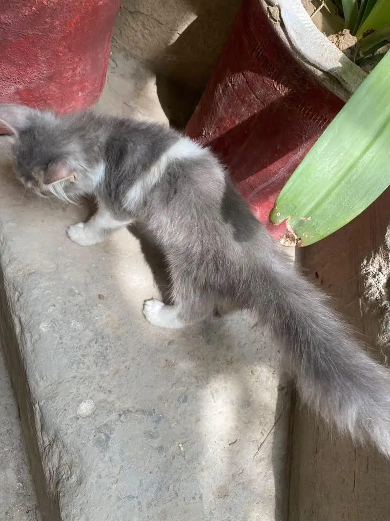 Triple coated Doll face kitten for sale age 2 months — photo 9