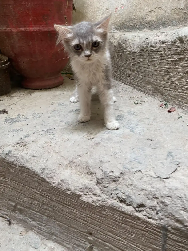 Triple coated Doll face kitten for sale age 2 months — photo 10