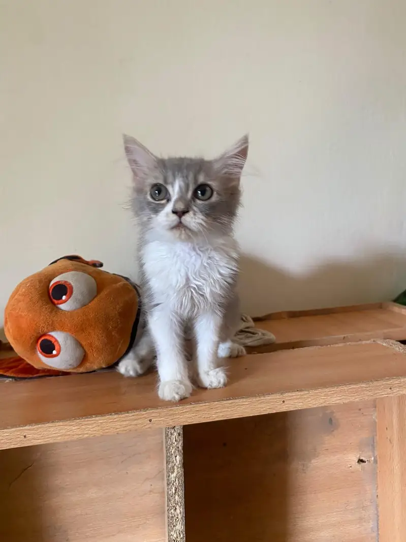Triple coated Doll face kitten for sale age 2 months — photo 11