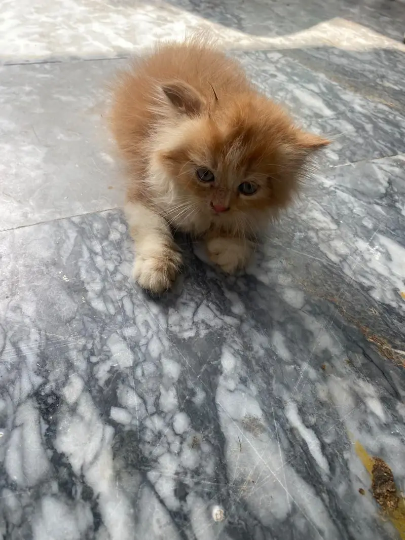 Triple coated Doll face kitten for sale age 2 months — photo 12