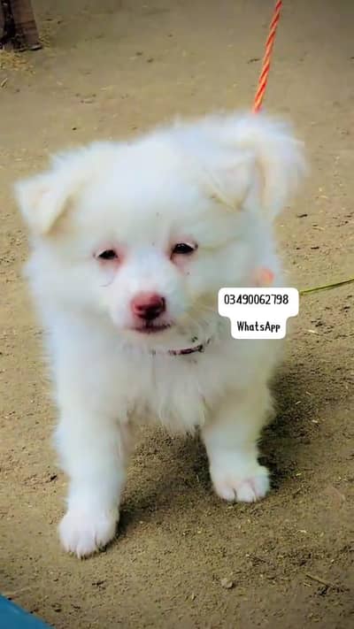 Russian popy Dog  2 month full active deliver all Pakistan