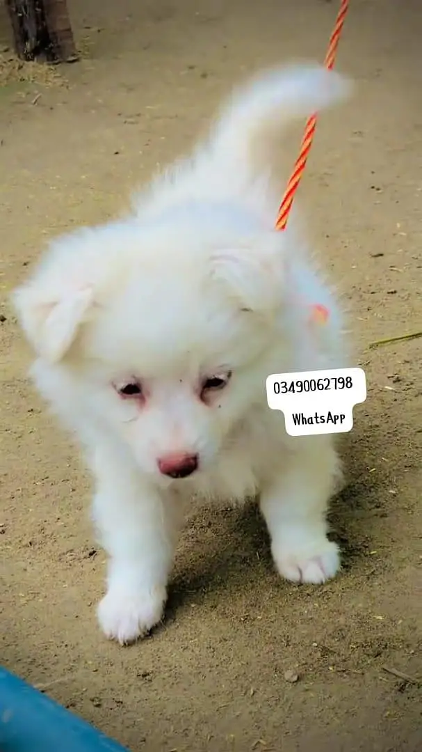 Russian popy Dog  2 month full active deliver all Pakistan — photo 2
