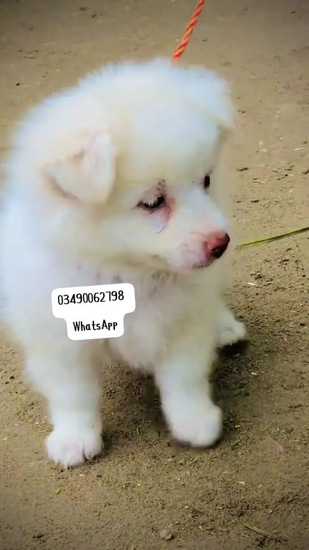 Russian popy Dog  2 month full active deliver all Pakistan — photo 3