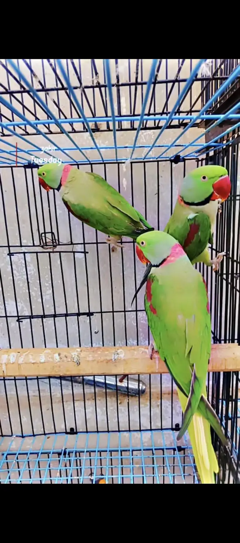 pahari bredr pair 03353481775 — photo 3