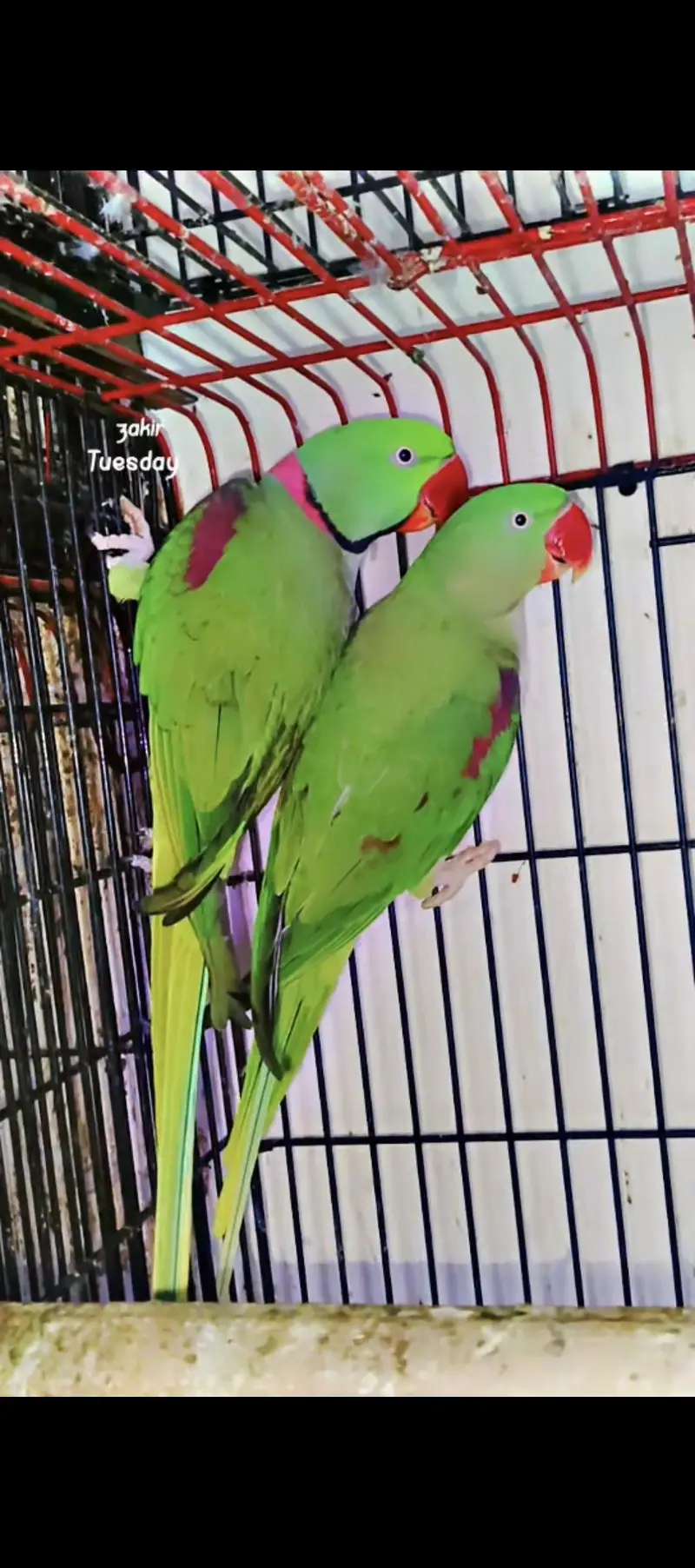 pahari bredr pair 03353481775 — photo 4