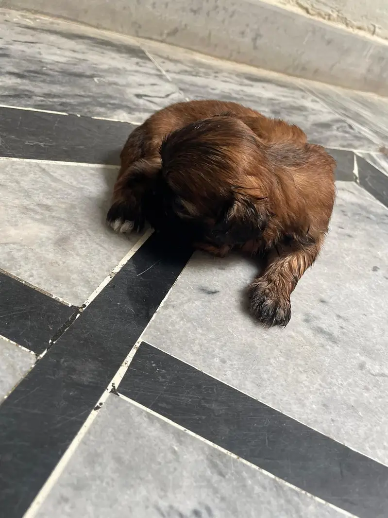 Shihtzu puppies — photo 3
