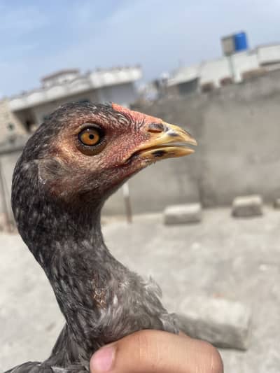 Aseel murga for sale full setup