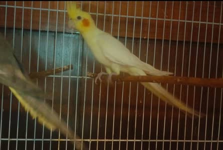 Cockatiel breeder pair