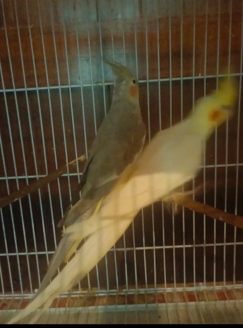 Cockatiel breeder pair — photo 2