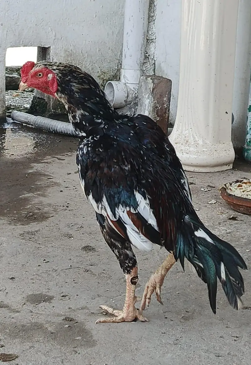 pure mianwali — photo 2