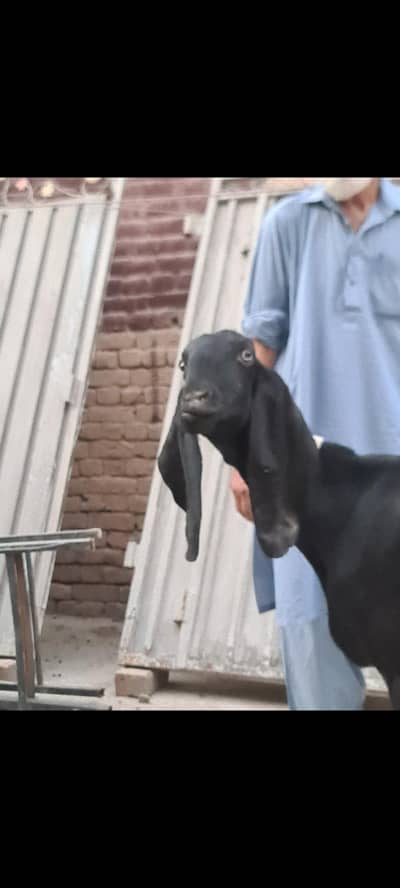 Nagri nasal ke  Masallah behtreen qulity  nasli bakri for sale