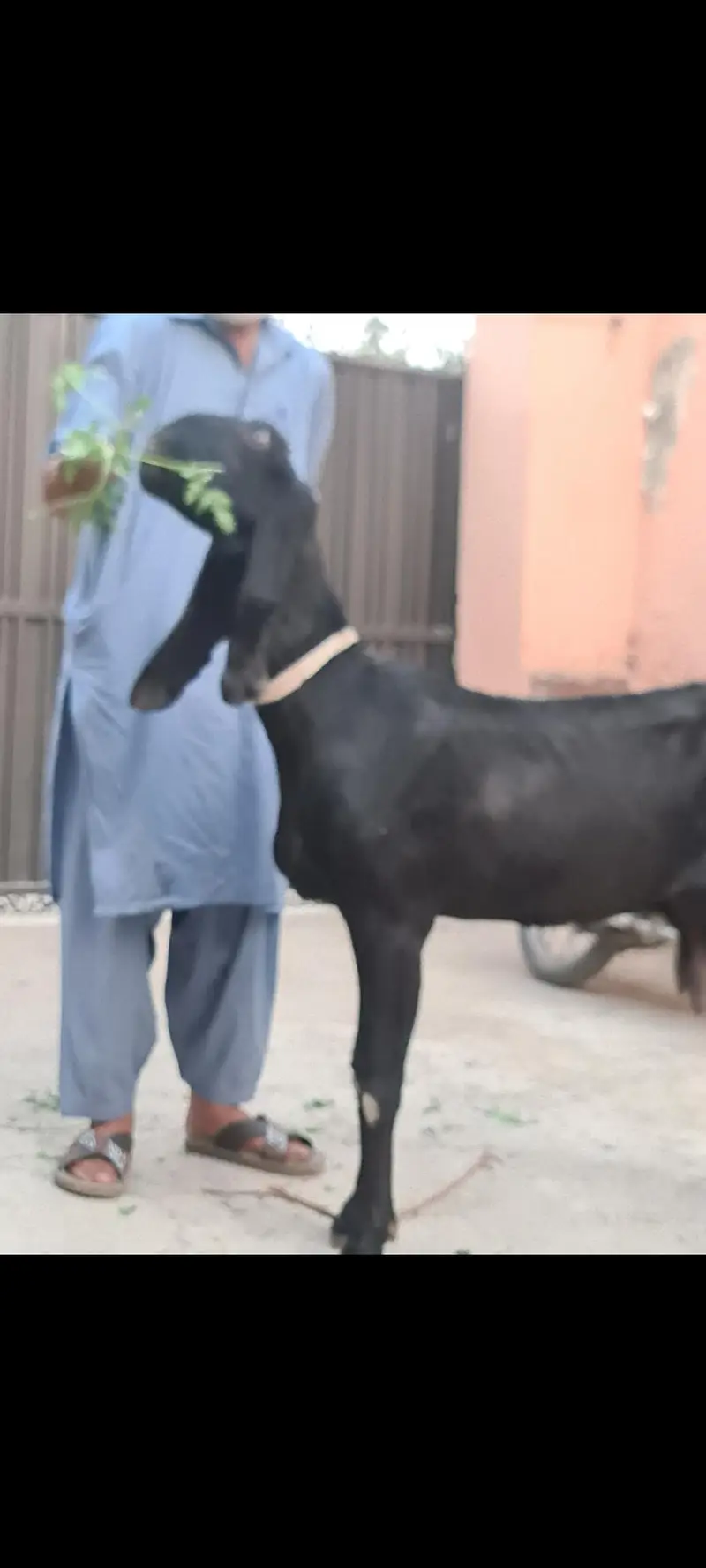 Nagri nasal ke  Masallah behtreen qulity  nasli bakri for sale — photo 4