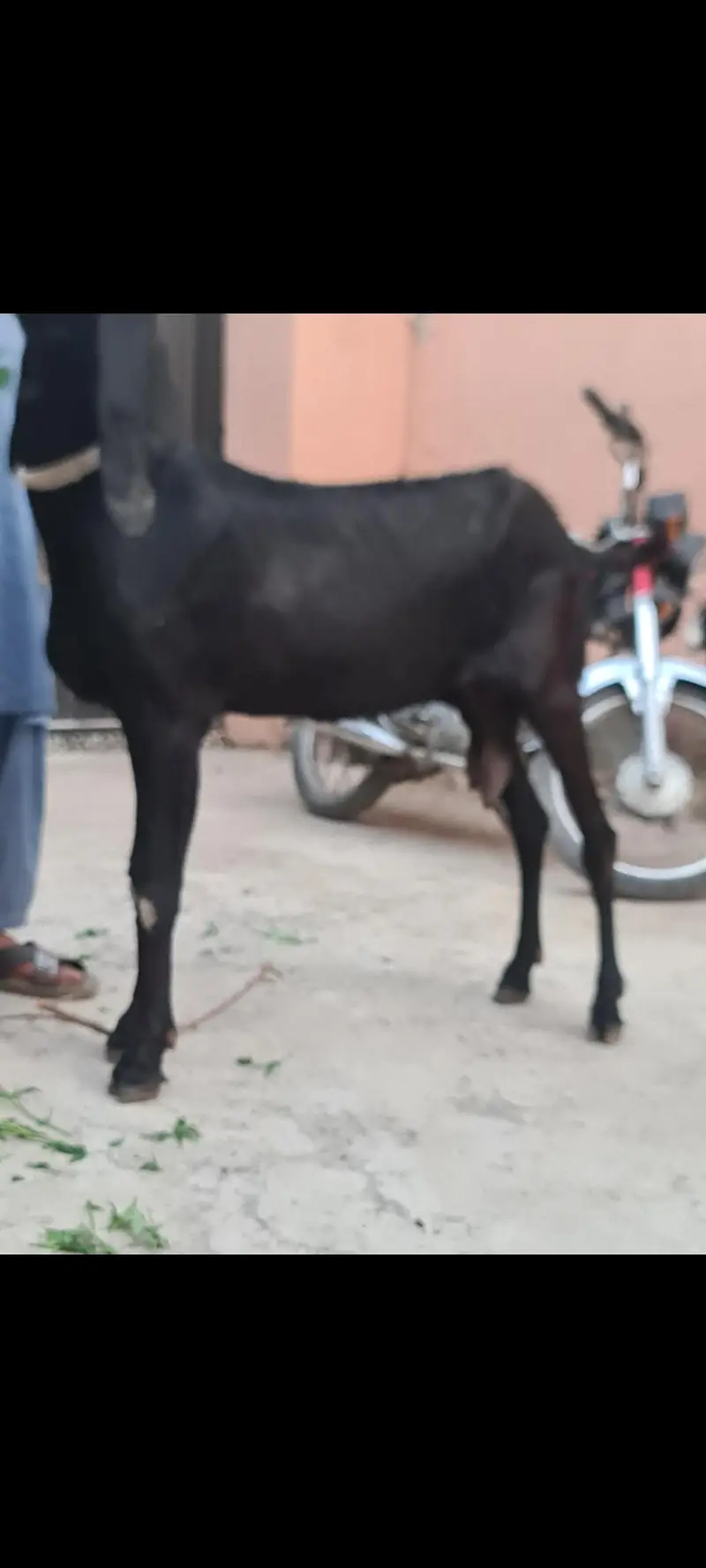 Nagri nasal ke  Masallah behtreen qulity  nasli bakri for sale — photo 5