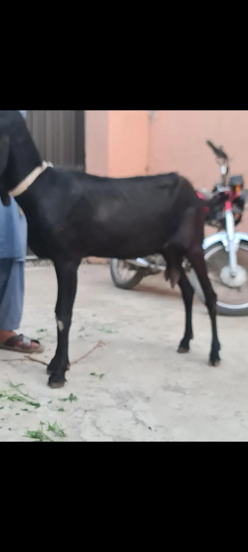 Nagri nasal ke  Masallah behtreen qulity  nasli bakri for sale — photo 6