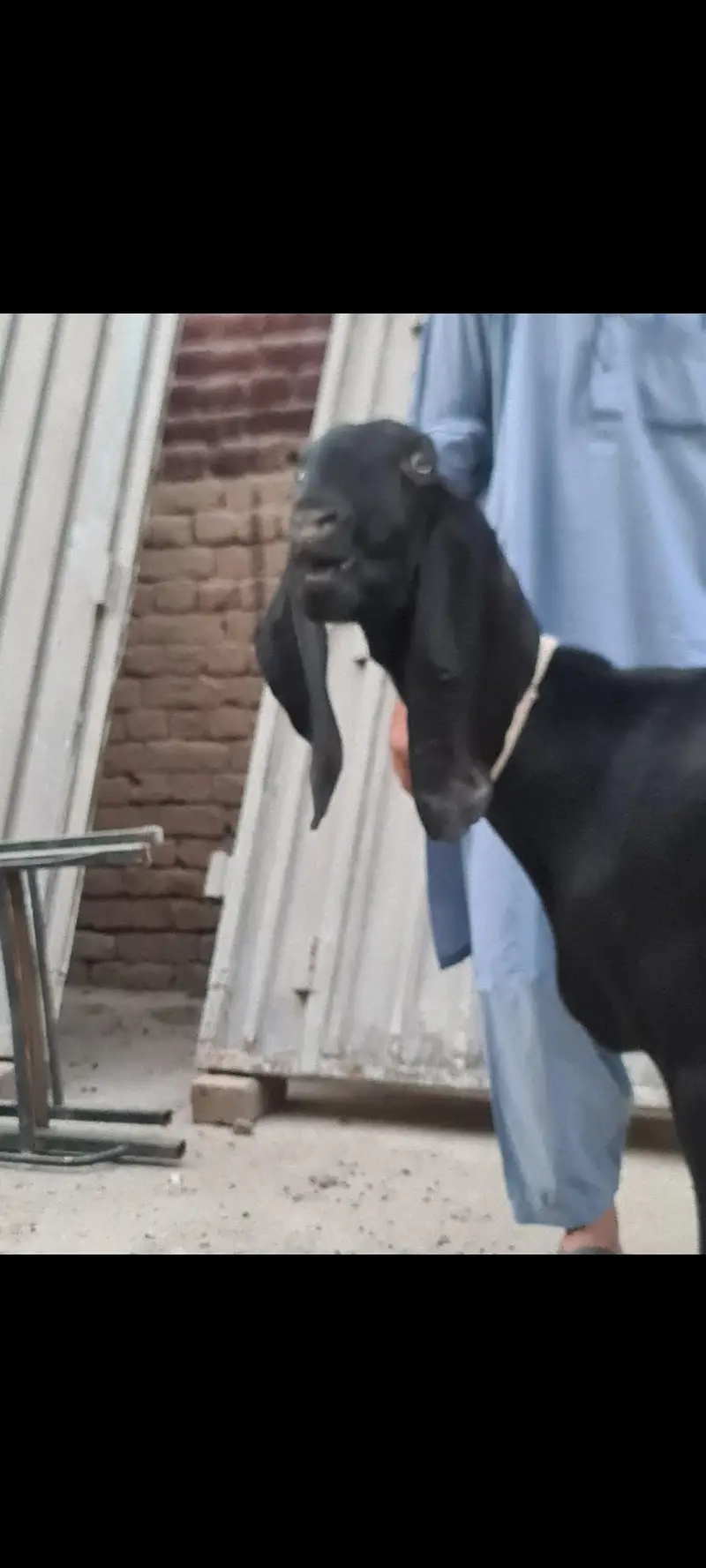 Nagri nasal ke  Masallah behtreen qulity  nasli bakri for sale — photo 7